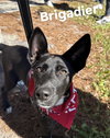 Brigadier