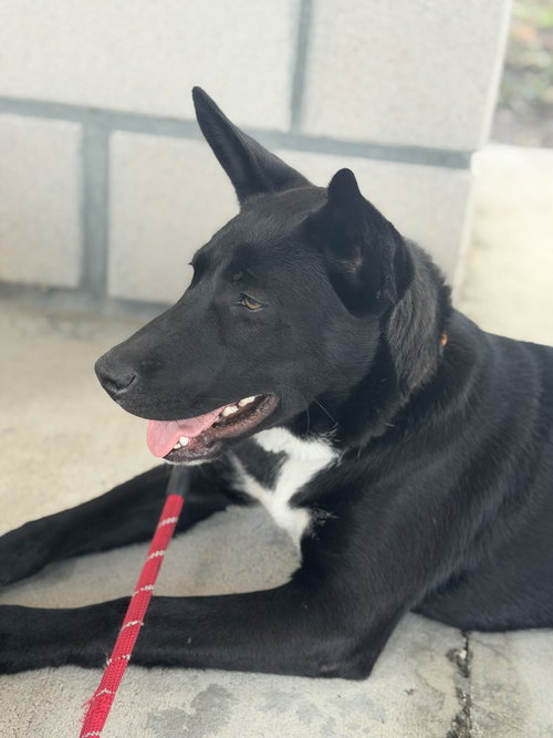 picture of the dog needing adoption