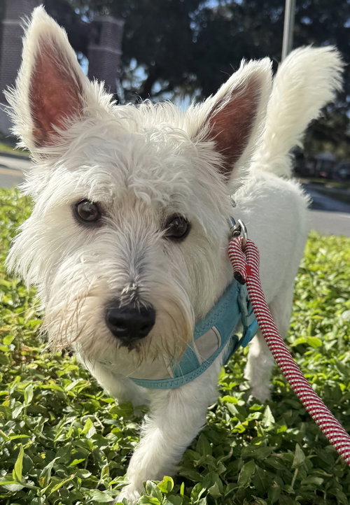 Rascal
