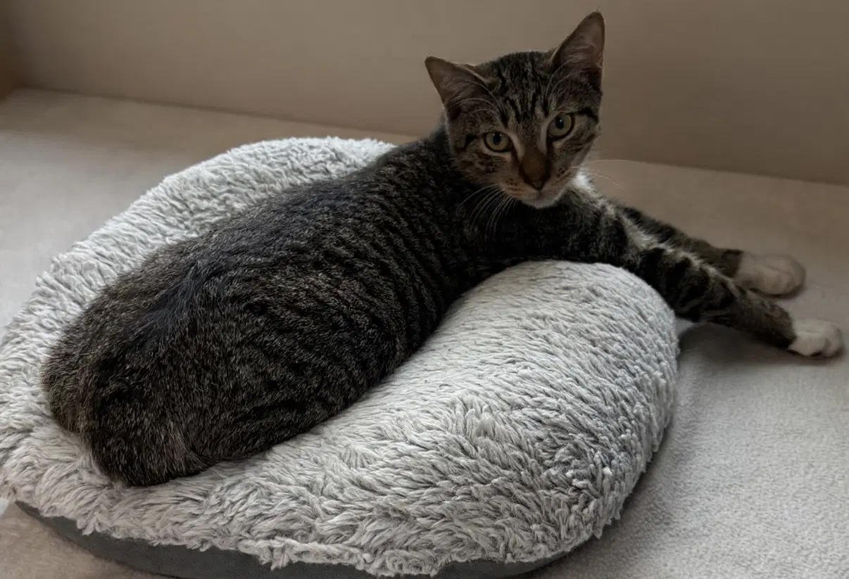 Herbie - Domestic Short Hair
