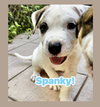Spanky