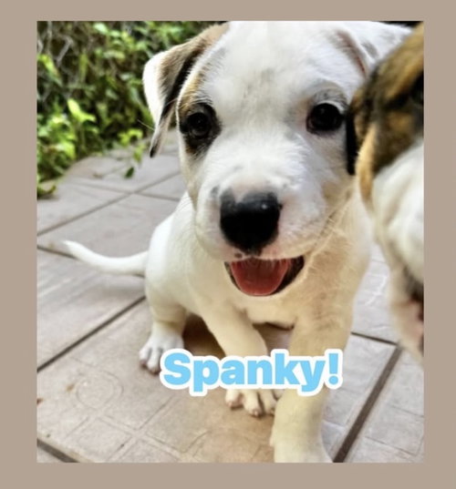 Spanky