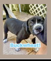 Buckwheat