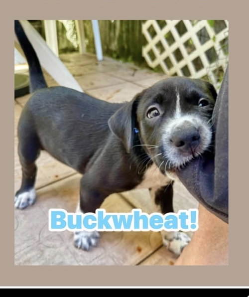 Buckwheat
