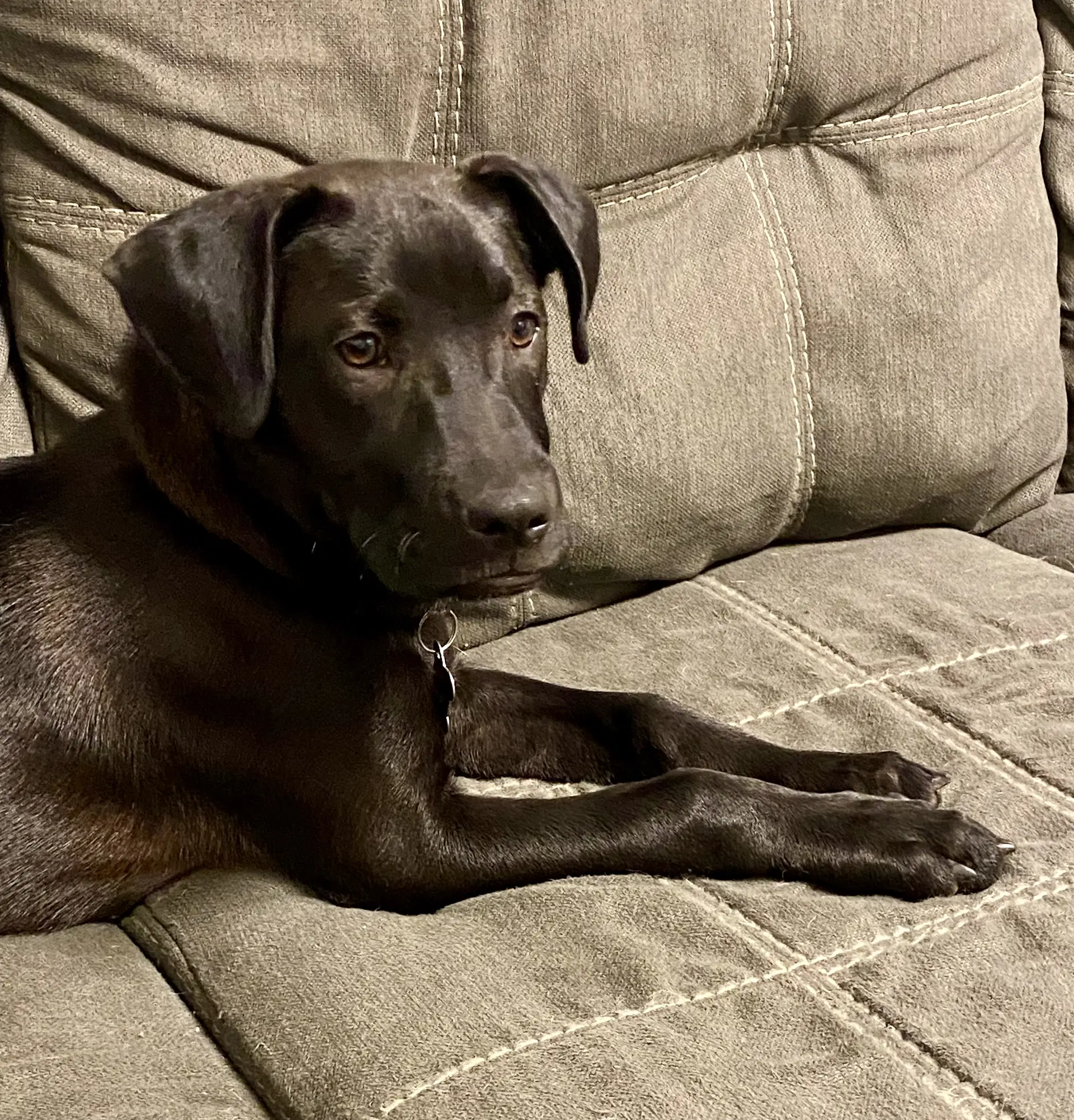 Oregano Fh - Hound