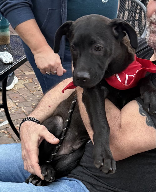 Oregano - Camp Doglando photo 6