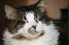 Marleen the love bug