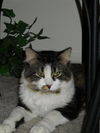 Marleen the love bug