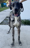 Odin