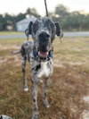 Odin