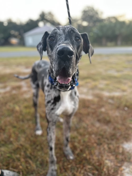 Odin