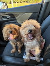 Lucy *BONDED* with Ethel