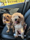 Lucy *BONDED* with Ethel