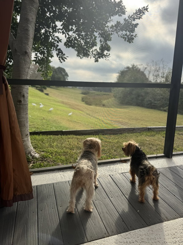 Lucy *BONDED* with Ethel  FH