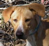 Bella Luna the Lab