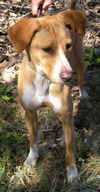 Bella Luna the Lab