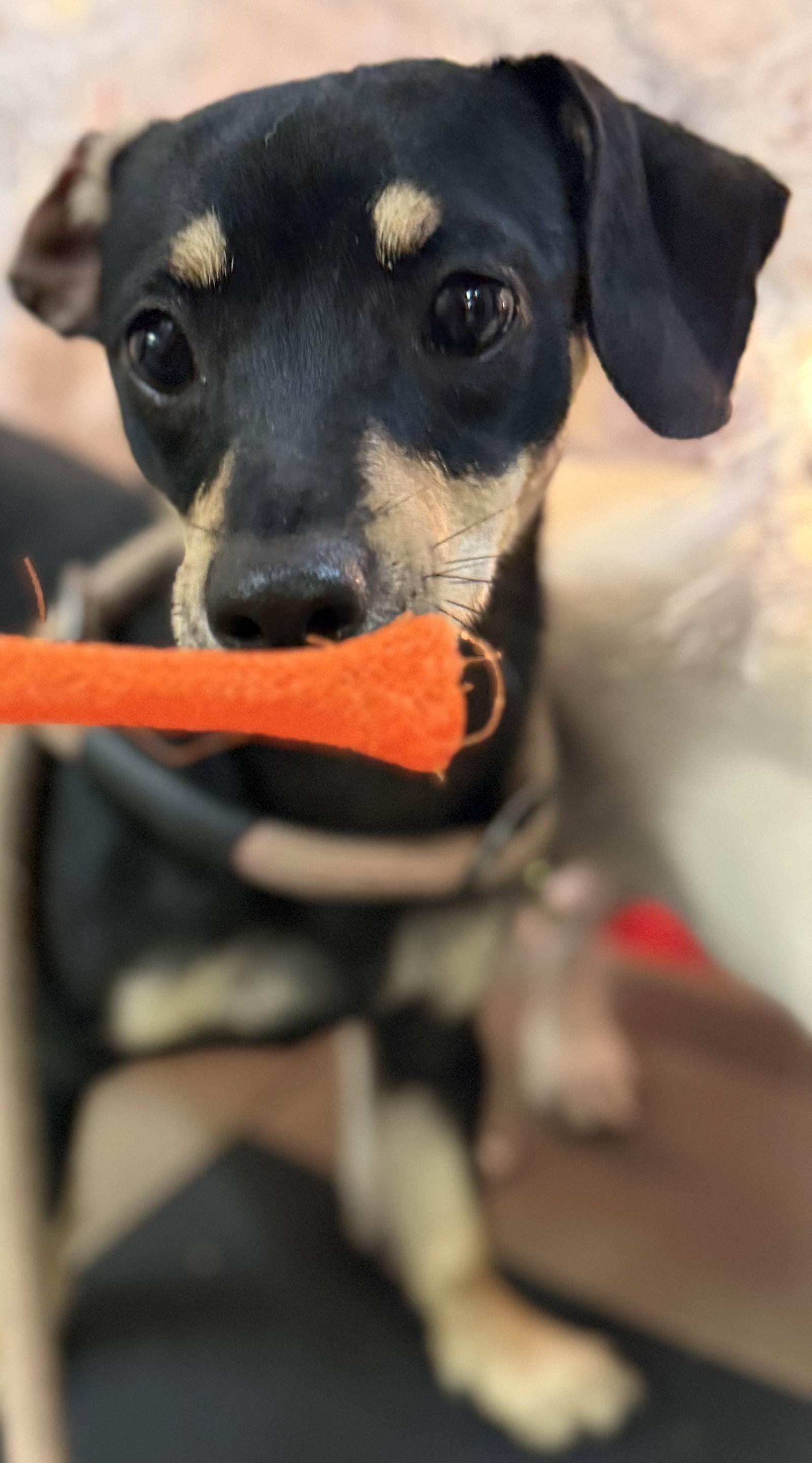 Doberman Pinscher and Miniature Dachshund puppy dogs standing with owner  while out on a walk Stock Photo - Alamy, image size:1600x2881