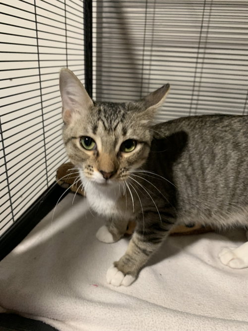 DARWIN - Domestic Short Hair available for adoption