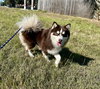 Loki