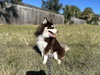 Loki