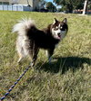 Loki