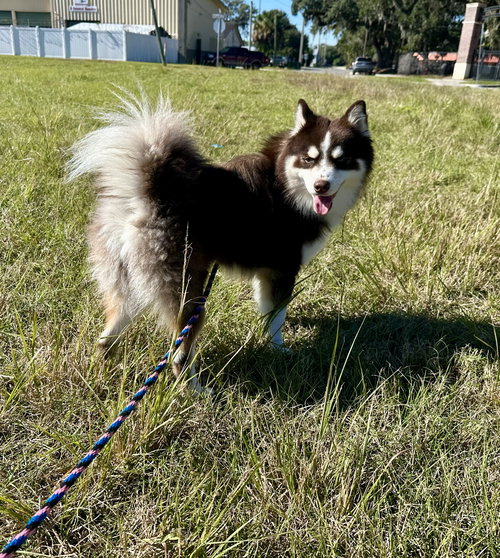 Loki