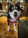 Loki
