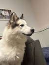 Remus