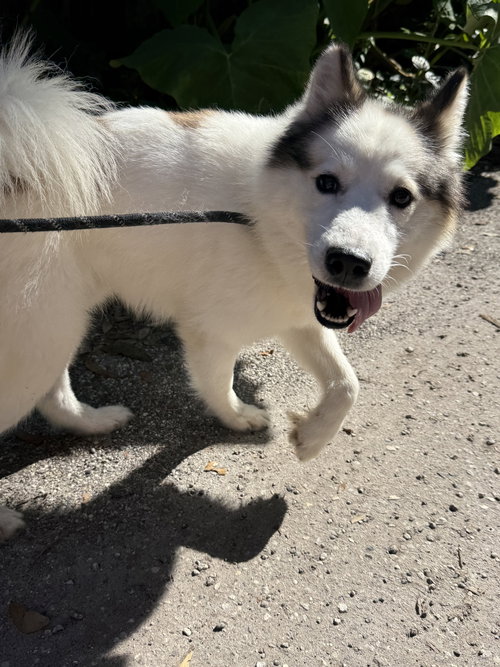 picture of the dog needing adoption