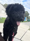 Eboney