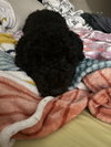 Eboney