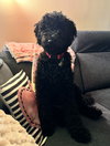Eboney