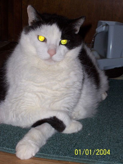 Leo the Special Needs Senior