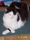 Leo the Special Needs Senior
