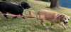 Squirt *BONDED with* Sweet Pea