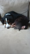 Leo the Aussie