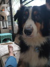 Leo the Aussie