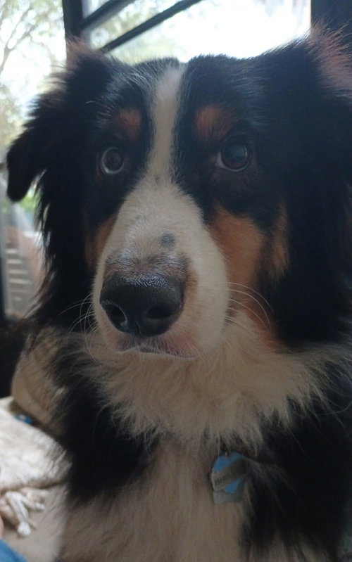 Leo the Aussie