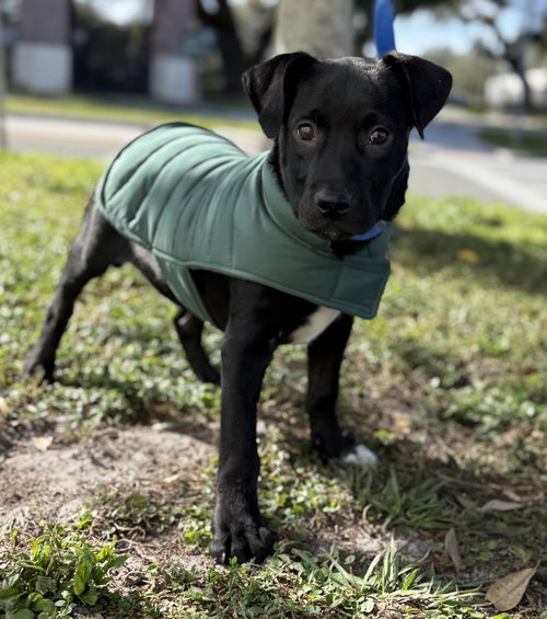 Reda