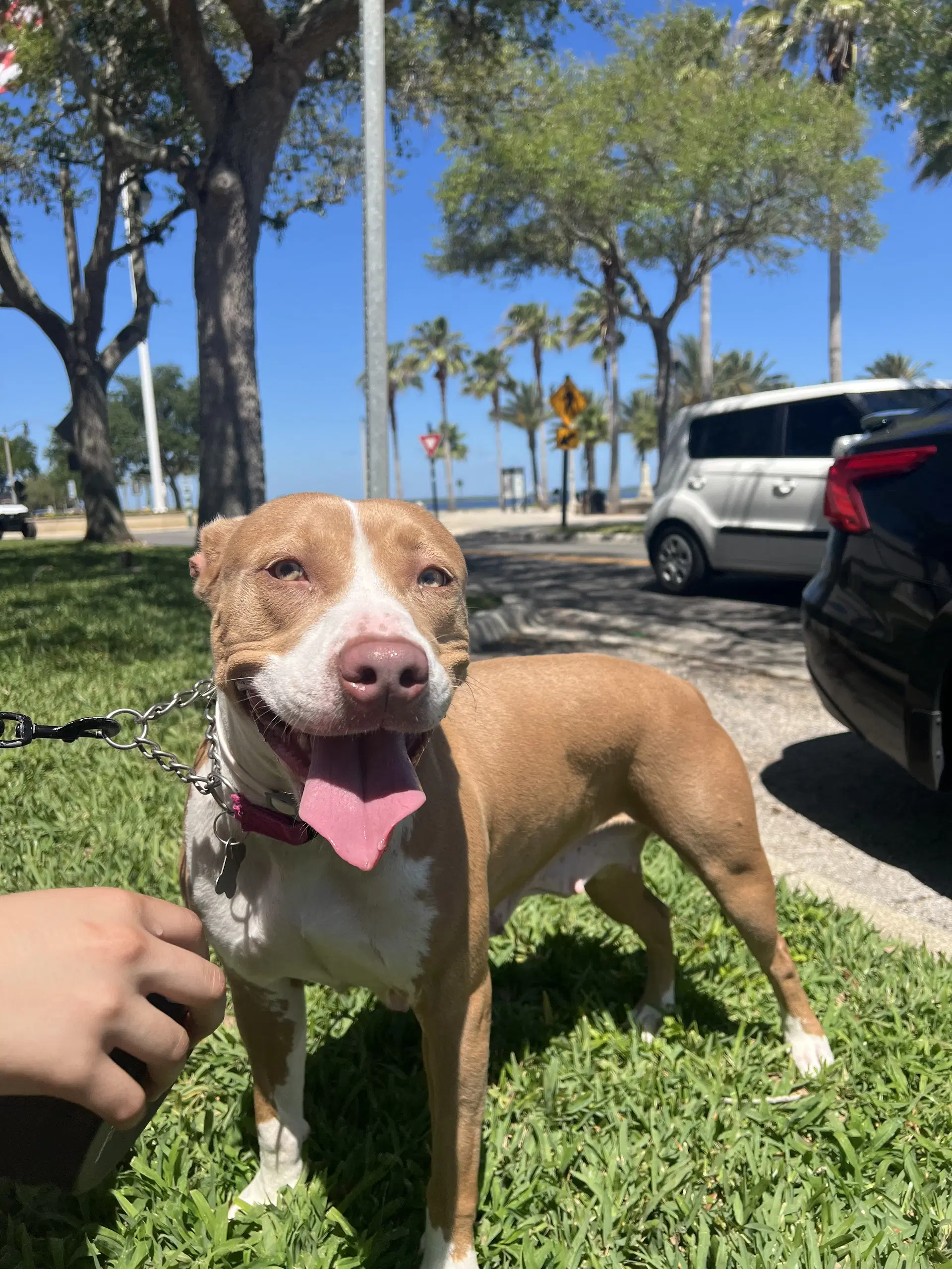 Blossom Fh - Hound