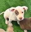 Mascot