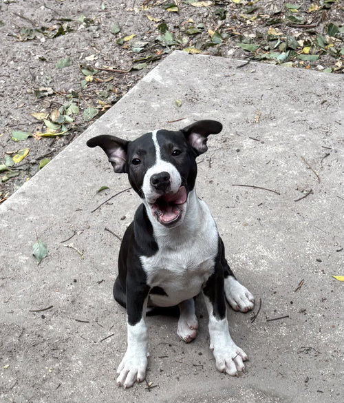 Wheaton