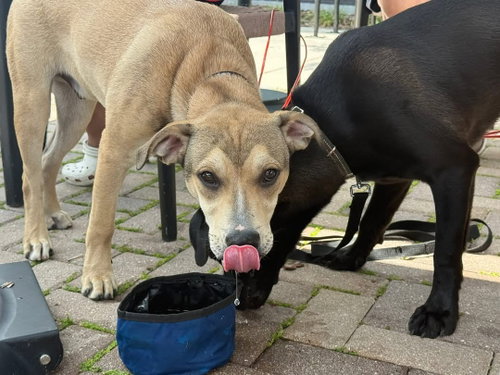 Wilmore - Camp Doglando photo 2