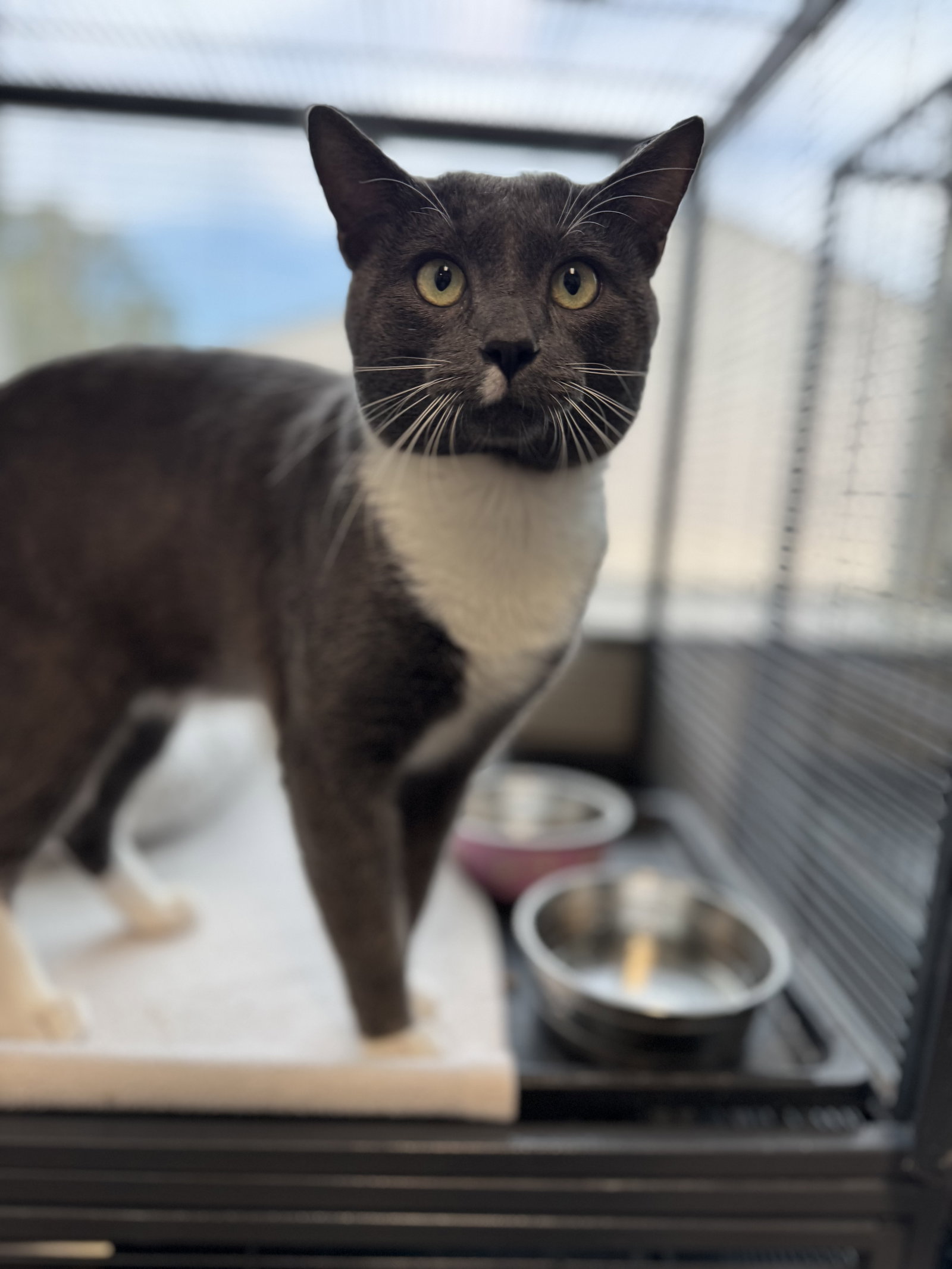 Sammy Image