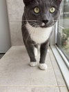 Sammy