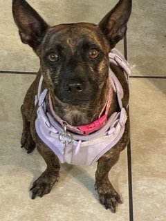 Liora FH, an adoptable Chihuahua in Sanford, FL