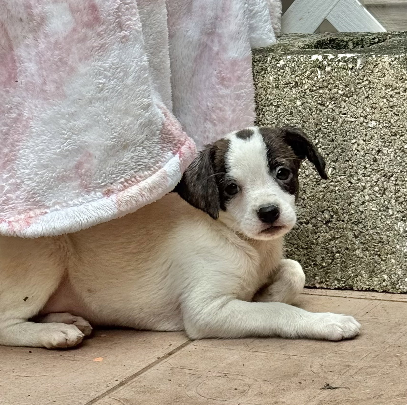Terrier
