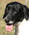 Highway the Pointer