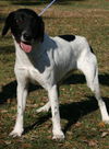Highway the Pointer