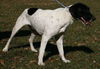 Highway the Pointer
